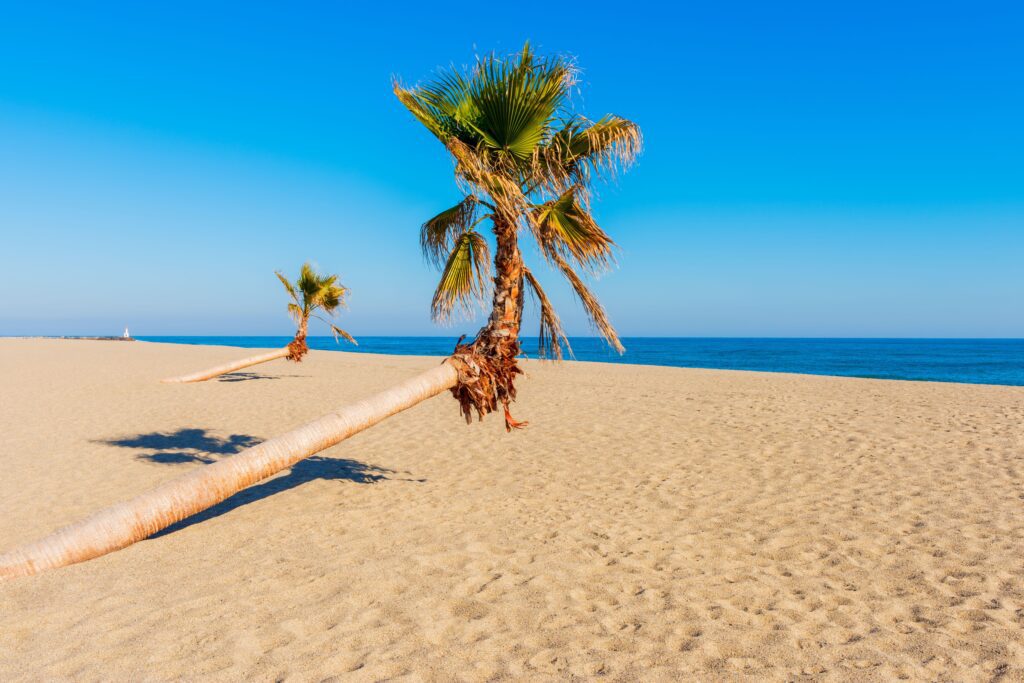 Leaning palms on the beaches of Le Barcarès