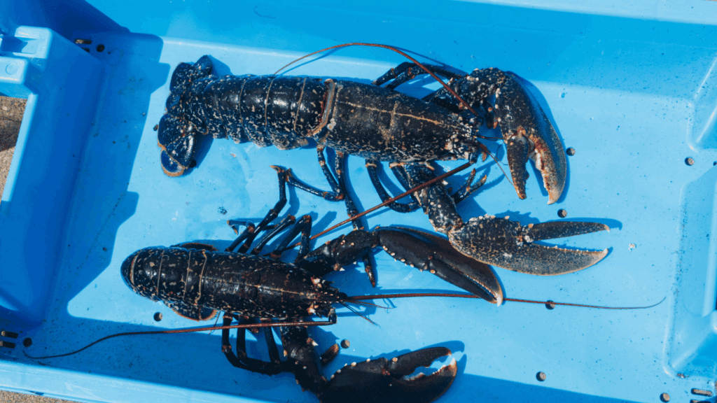 pêche homard Paimpol