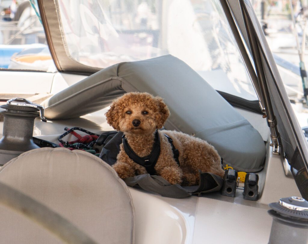 Chien Jachthaven Bruinisse