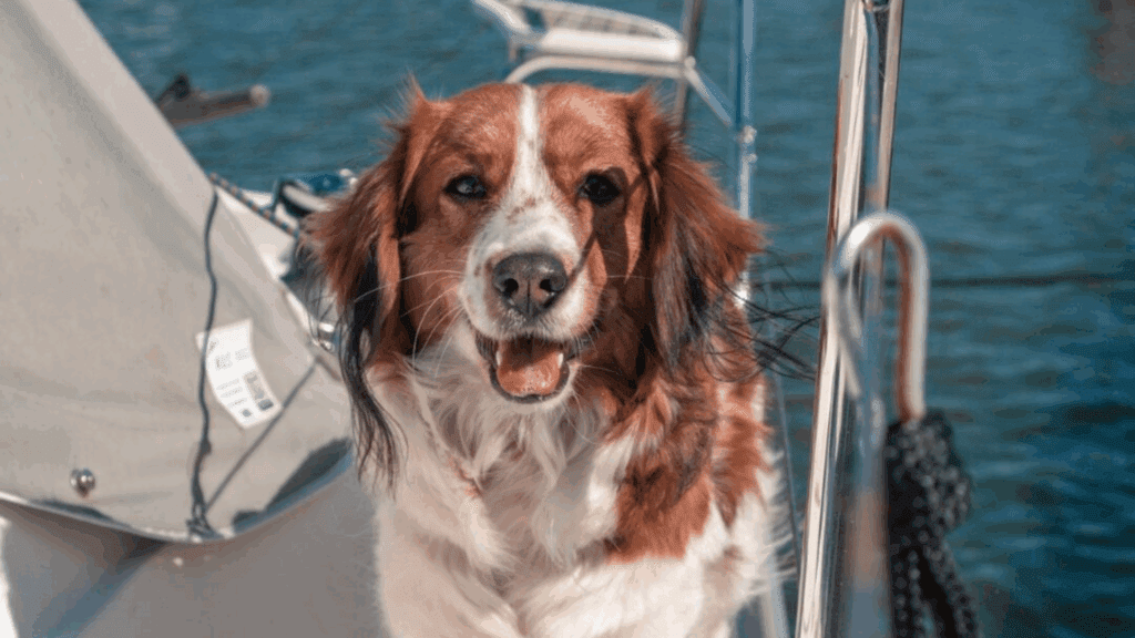 Dog Jachthaven Bruinisse